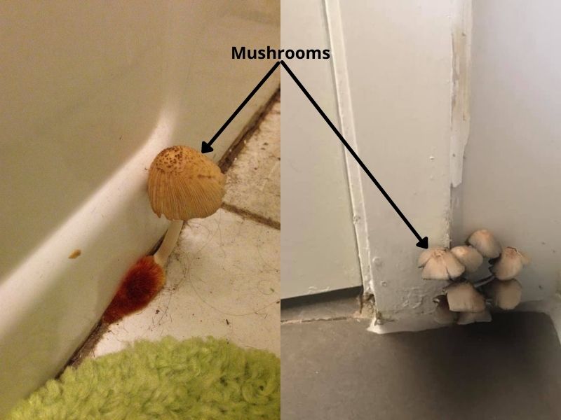 Mushroom Growing in Bathroom