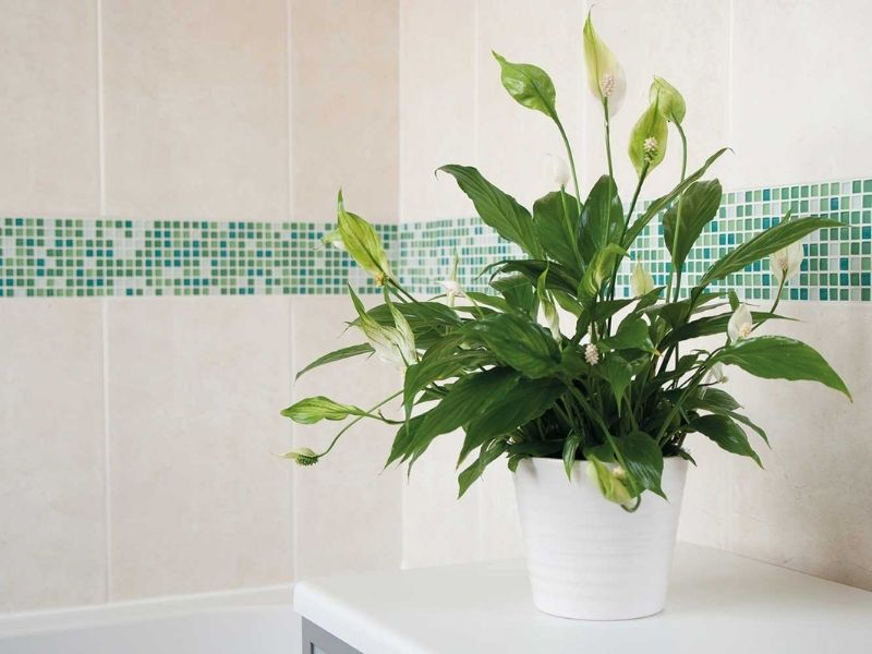 9 Best Bathroom Plants That Absorb Moisture