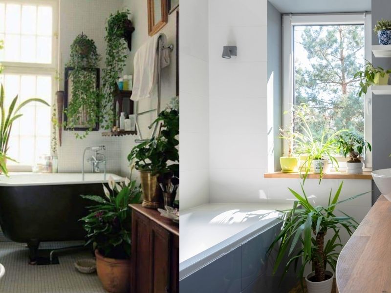 9 Best Bathroom Plants That Absorb Moisture