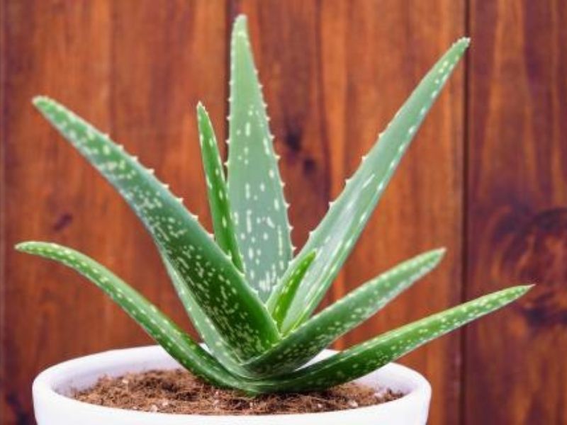 Aloe vera - Best Plants for Windowless Bathroom
