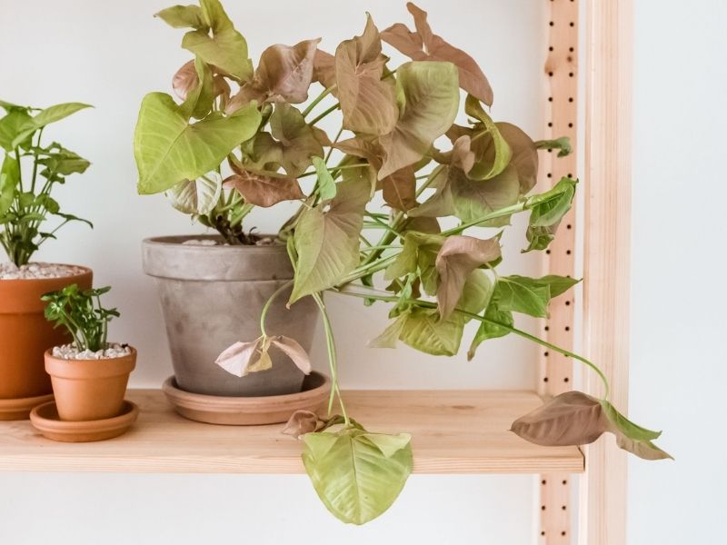 Arrowhead Plant - Best Plants for Windowless Bathroom