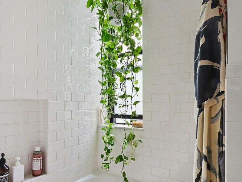 9 Best Plants For Windowless Bathroom, What Plants Survive In A Windowless Bathroom